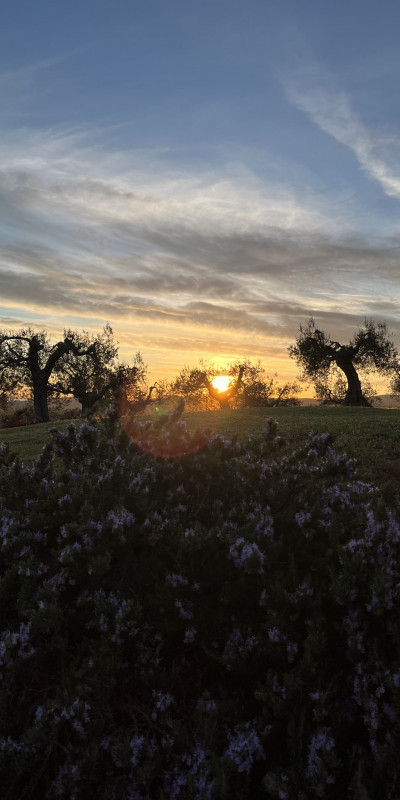 10. cielo sopra ulivo difetto da correggere