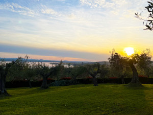 11. cielo sopra ulivo  